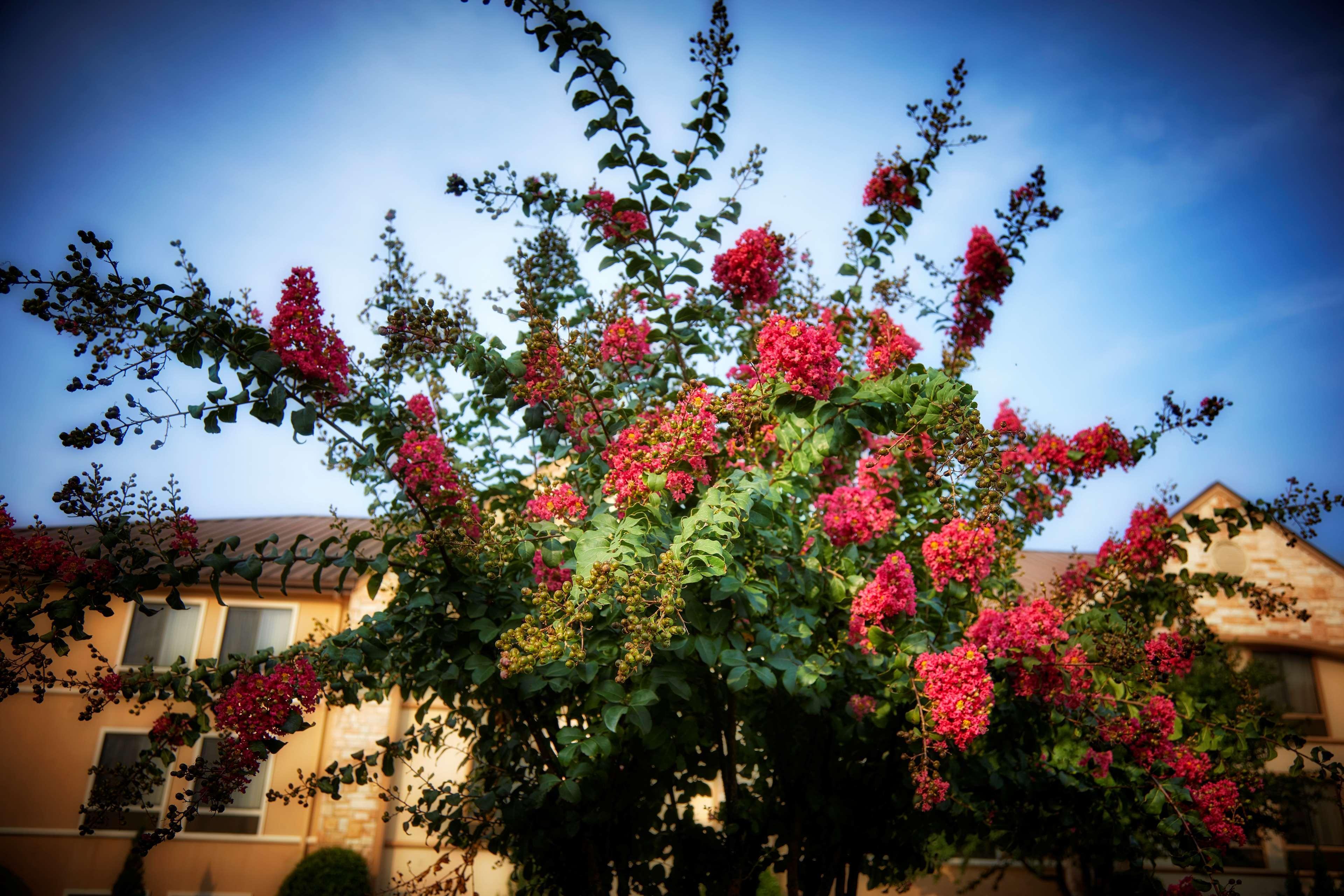 Best Western Plus Lewisville Flower Mound Exterior foto